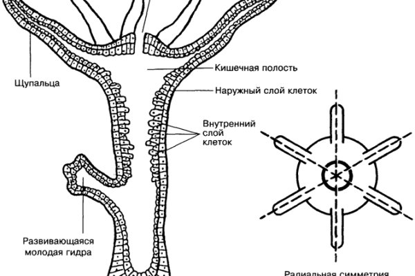 Кракен современный даркнет маркетплейс